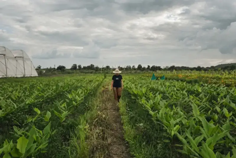 A lush, expansive natural farm integrated into the edge of a dense jungle. In the foreground, neat rows of vibrant green vegetables grow in dark soil, alongside modern vertical hydroponic towers.