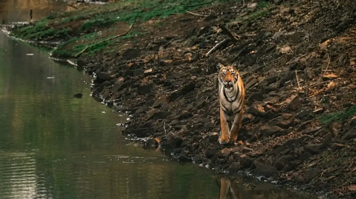 Tadoba forest