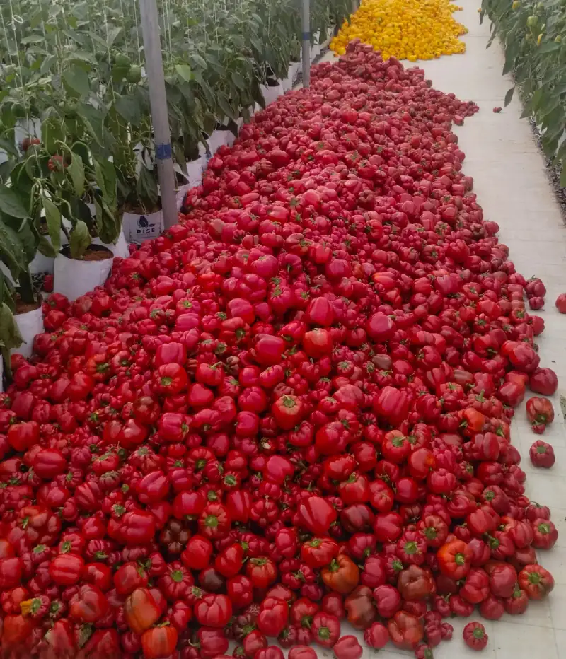 Hydroponic polyhouse at Vanyadome