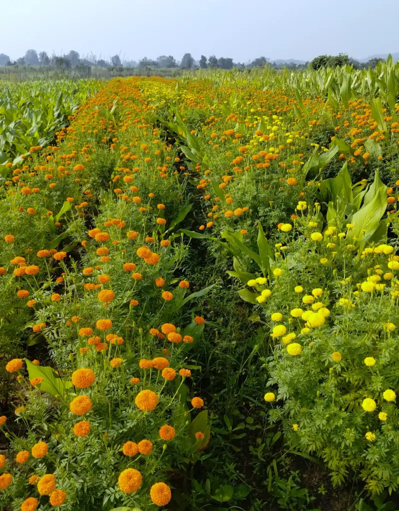 Natural farmland at Vanyadome