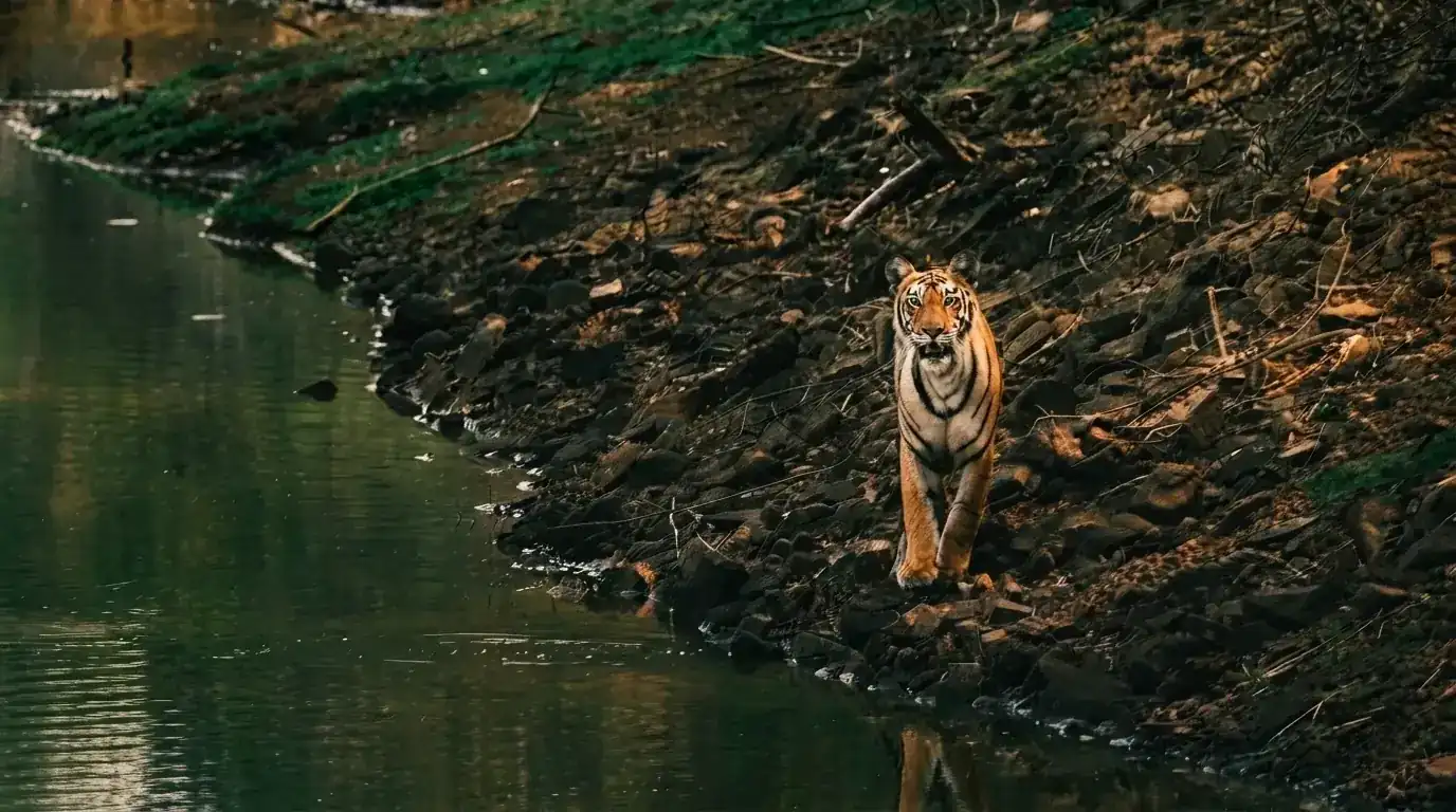 Tiger walking along a rocky riverbank in Tadoba Tiger Reserve